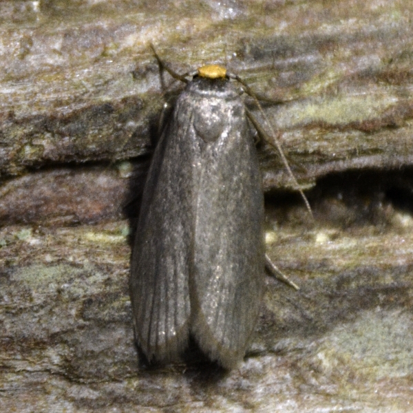 Photo of Achroia grisella by <a href="http://www.coffinpoint.ca/">Paul Westell</a>
